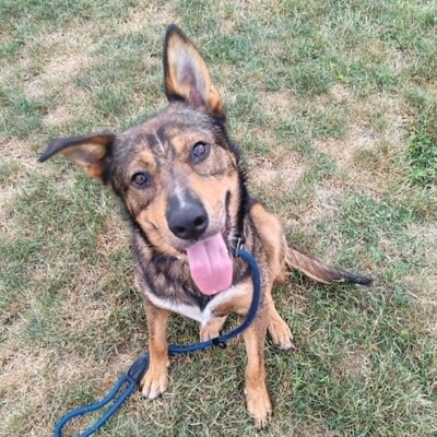 😊 Jack ist ein liebevoller, großherziger Hund mit einem freundlichen und sanften Wesen 🐶, Mischlingsrüde - Rüde