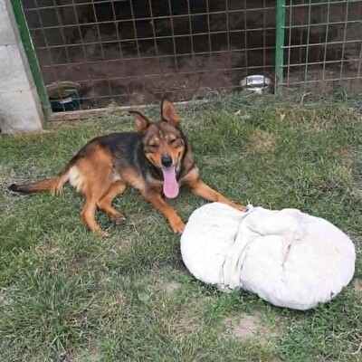 😊 Jack ist ein liebevoller, großherziger Hund mit einem freundlichen und sanften Wesen 🐶, Mischlingsrüde - Rüde