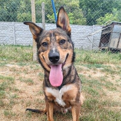 😊 Jack ist ein liebevoller, großherziger Hund mit einem freundlichen und sanften Wesen 🐶, Mischlingsrüde - Rüde