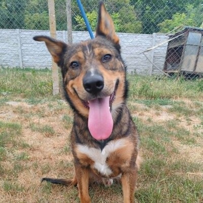 😊 Jack ist ein liebevoller, großherziger Hund mit einem freundlichen und sanften Wesen 🐶, Mischlingsrüde - Rüde