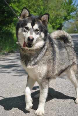 😊Jack kann gut mit Menschen umgehen , liebt jeden und freundet sich in der ersten Sekunde mit Fremden an., Sibirien Husky - Rüde