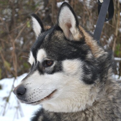 😊Jack kann gut mit Menschen umgehen , liebt jeden und freundet sich in der ersten Sekunde mit Fremden an., Sibirien Husky - Rüde