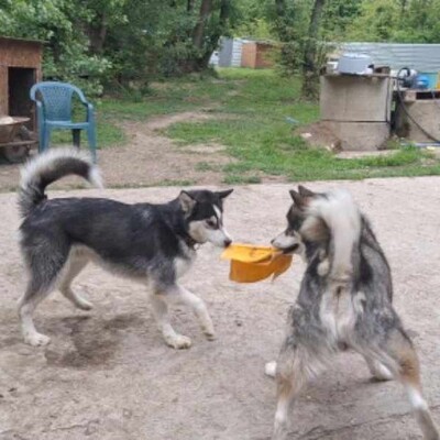 😊Jack kann gut mit Menschen umgehen , liebt jeden und freundet sich in der ersten Sekunde mit Fremden an., Sibirien Husky - Rüde