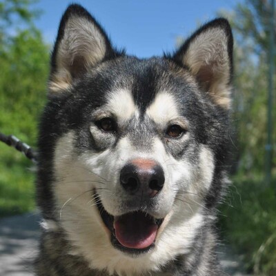 😊Jack kann gut mit Menschen umgehen , liebt jeden und freundet sich in der ersten Sekunde mit Fremden an., Sibirien Husky - Rüde