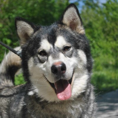 😊Jack kann gut mit Menschen umgehen , liebt jeden und freundet sich in der ersten Sekunde mit Fremden an., Sibirien Husky - Rüde