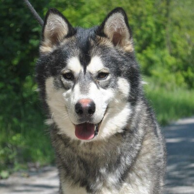 😊Jack kann gut mit Menschen umgehen , liebt jeden und freundet sich in der ersten Sekunde mit Fremden an., Sibirien Husky - Rüde