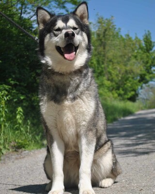 😊Jack kann gut mit Menschen umgehen , liebt jeden und freundet sich in der ersten Sekunde mit Fremden an., Sibirien Husky - Rüde