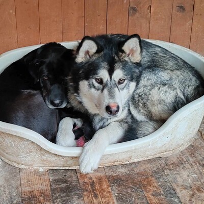 😊Jack kann gut mit Menschen umgehen , liebt jeden und freundet sich in der ersten Sekunde mit Fremden an., Sibirien Husky - Rüde