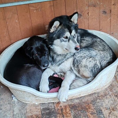 😊Jack kann gut mit Menschen umgehen , liebt jeden und freundet sich in der ersten Sekunde mit Fremden an., Sibirien Husky - Rüde