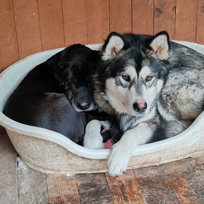 😊Jack kann gut mit Menschen umgehen , liebt jeden und freundet sich in der ersten Sekunde mit Fremden an., Sibirien Husky - Rüde