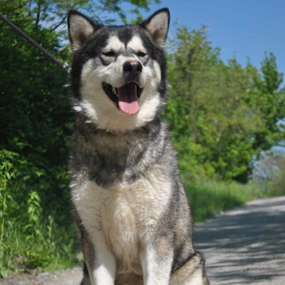 😊Jack kann gut mit Menschen umgehen , liebt jeden und freundet sich in der ersten Sekunde mit Fremden an., Sibirien Husky - Rüde