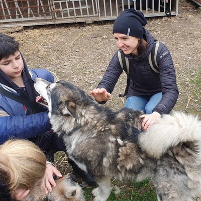 😊Jack kann gut mit Menschen umgehen , liebt jeden und freundet sich in der ersten Sekunde mit Fremden an., Sibirien Husky - Rüde