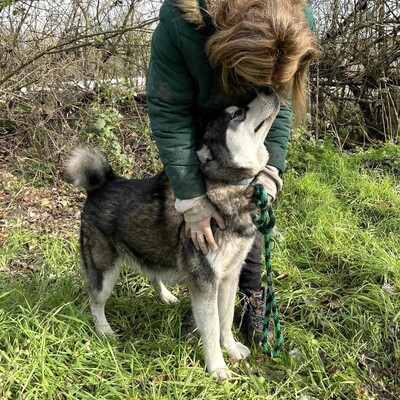 😊Jack kann gut mit Menschen umgehen , liebt jeden und freundet sich in der ersten Sekunde mit Fremden an., Sibirien Husky - Rüde