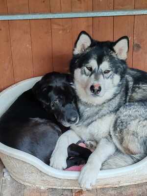 😊Jack kann gut mit Menschen umgehen , liebt jeden und freundet sich in der ersten Sekunde mit Fremden an., Sibirien Husky - Rüde