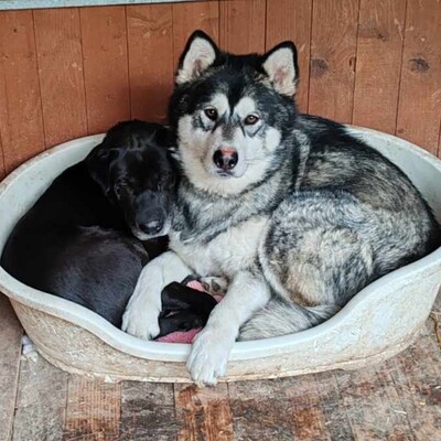 😊Jack kann gut mit Menschen umgehen , liebt jeden und freundet sich in der ersten Sekunde mit Fremden an., Sibirien Husky - Rüde