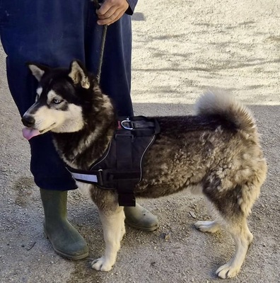 Jackie, Husky - Mix - Rüde