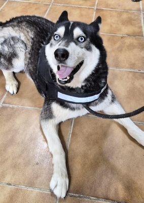 Jackie, Husky - Mix - Rüde