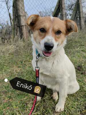 Jackrussel-Mischling - Hündin