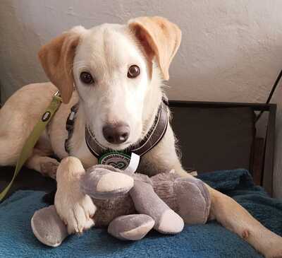 Jackson, Mischling Welpen - Rüde