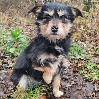 🐶Jackson Terrier Mischling ist ein wundervoller, anhänglicher und sehr freundlicher Hund.🐶