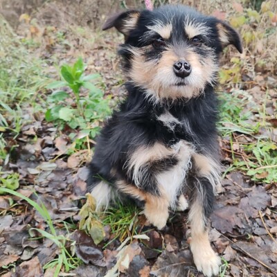 🐶Jackson Terrier Mischling ist ein wundervoller, anhänglicher und sehr freundlicher Hund.🐶, Terrier Mischling - Rüde