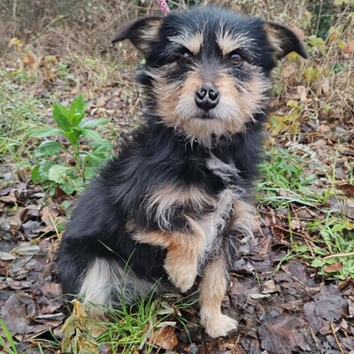 🐶Jackson Terrier Mischling ist ein wundervoller, anhänglicher und sehr freundlicher Hund.🐶, Terrier Mischling - Rüde