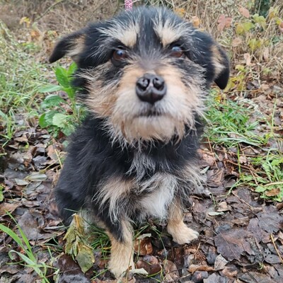 🐶Jackson Terrier Mischling ist ein wundervoller, anhänglicher und sehr freundlicher Hund.🐶, Terrier Mischling - Rüde