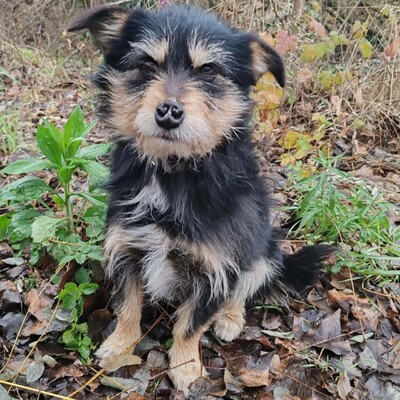 🐶Jackson Terrier Mischling ist ein wundervoller, anhänglicher und sehr freundlicher Hund.🐶, Terrier Mischling - Rüde