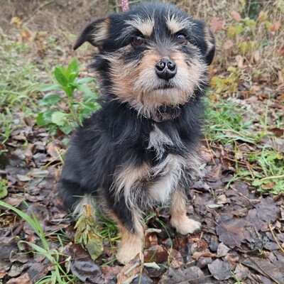 🐶Jackson Terrier Mischling ist ein wundervoller, anhänglicher und sehr freundlicher Hund.🐶, Terrier Mischling - Rüde