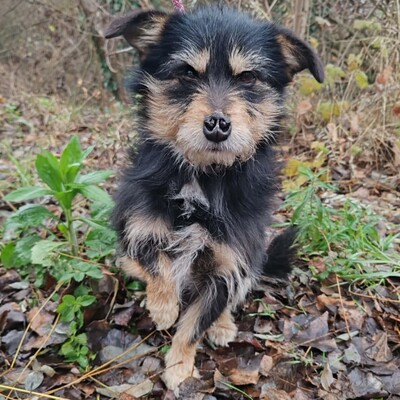 🐶Jackson Terrier Mischling ist ein wundervoller, anhänglicher und sehr freundlicher Hund.🐶, Terrier Mischling - Rüde