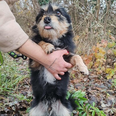 🐶Jackson Terrier Mischling ist ein wundervoller, anhänglicher und sehr freundlicher Hund.🐶, Terrier Mischling - Rüde