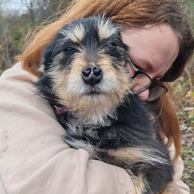 🐶Jackson Terrier Mischling ist ein wundervoller, anhänglicher und sehr freundlicher Hund.🐶, Terrier Mischling - Rüde