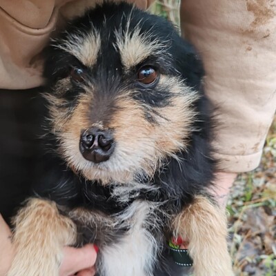 🐶Jackson Terrier Mischling ist ein wundervoller, anhänglicher und sehr freundlicher Hund.🐶, Terrier Mischling - Rüde