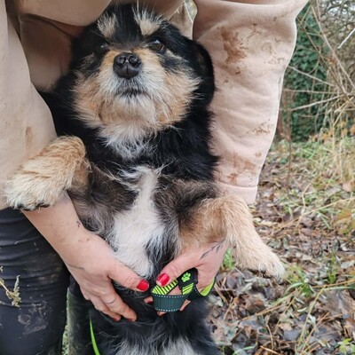 🐶Jackson Terrier Mischling ist ein wundervoller, anhänglicher und sehr freundlicher Hund.🐶, Terrier Mischling - Rüde