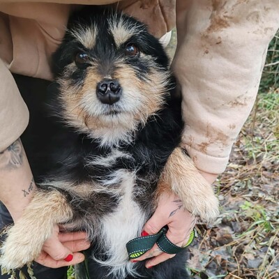 🐶Jackson Terrier Mischling ist ein wundervoller, anhänglicher und sehr freundlicher Hund.🐶, Terrier Mischling - Rüde