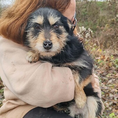 🐶Jackson Terrier Mischling ist ein wundervoller, anhänglicher und sehr freundlicher Hund.🐶, Terrier Mischling - Rüde