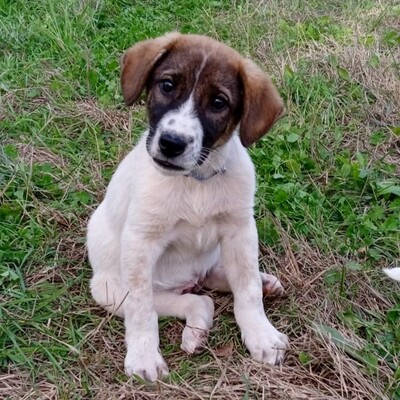 Jackson - neugierig und aufgeschlossen, Mix - Rüde