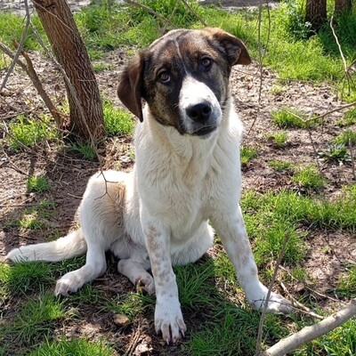 Jackson - neugierig und aufgeschlossen, Mix - Rüde