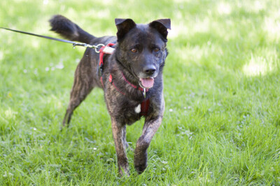 Jacky-Boy, Mischling - Rüde