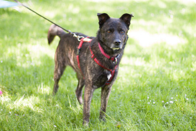 Jacky-Boy, Mischling - Rüde