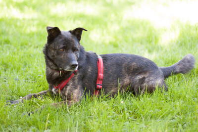 Jacky-Boy, Mischling - Rüde