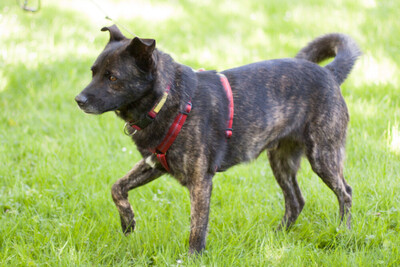 Jacky-Boy, Mischling - Rüde