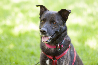 Jacky-Boy, Mischling - Rüde