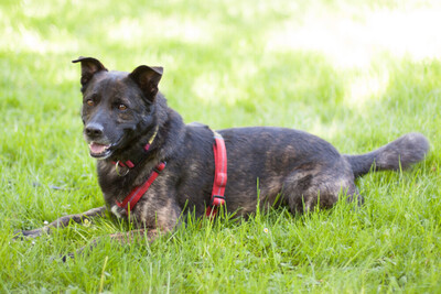Jacky-Boy, Mischling - Rüde