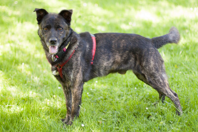 Jacky-Boy, Mischling - Rüde