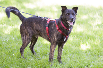Jacky-Boy, Mischling - Rüde