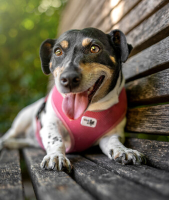 Jacky Emma, Jack Russel Terrier - Hündin