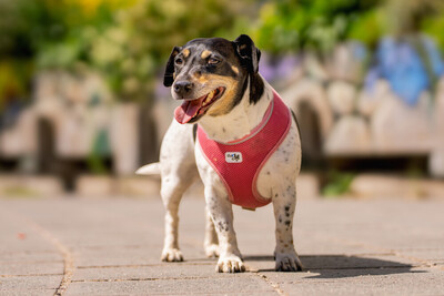 Jacky Emma, Jack Russel Terrier - Hündin