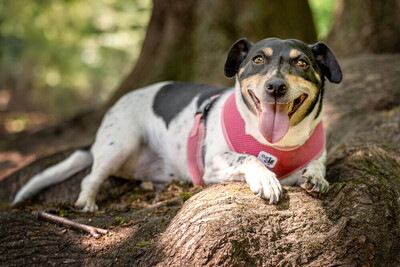 Jacky Emma, Jack Russel Terrier - Hündin