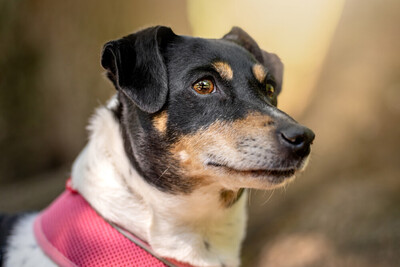 Jacky Emma, Jack Russel Terrier - Hündin